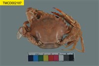 藏品(武士蟳)的圖片